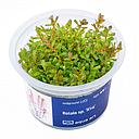 Aqua Art Rotala sp. "H'ra" in Vitro Cup