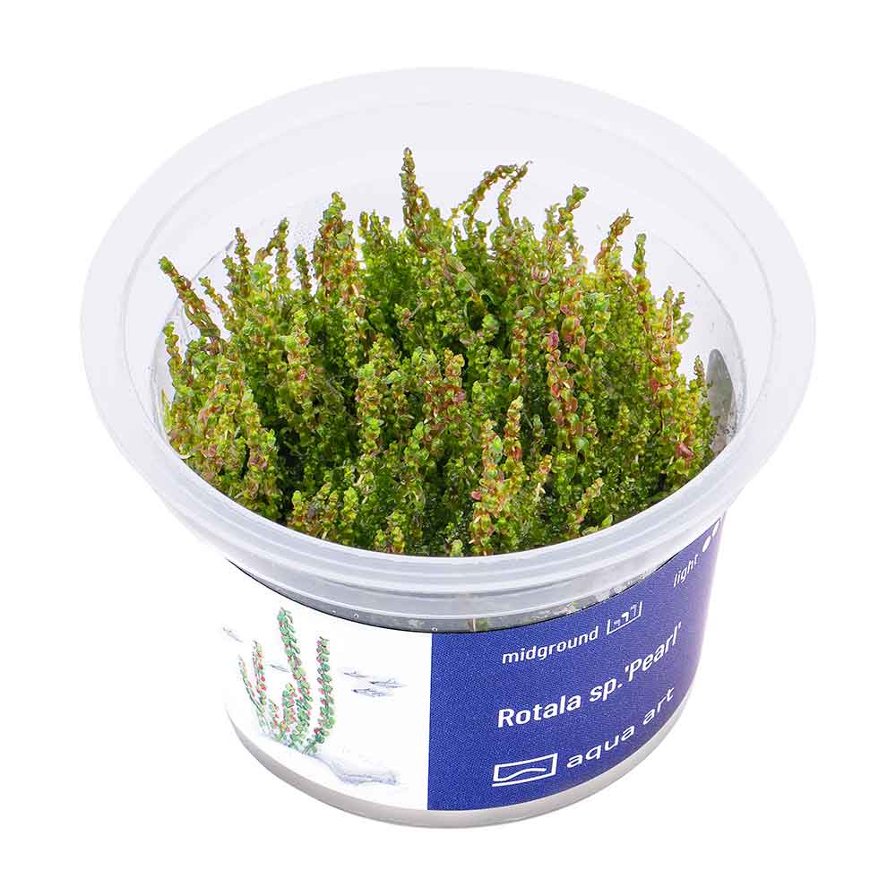 Aqua Art Rotala sp. "Pearl" in Vitro Cup