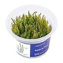 Aqua Art Rotala sp. "Pearl" in Vitro Cup