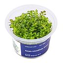 Aqua Art Rotala rotundifolia "Green" in Vitro Cup