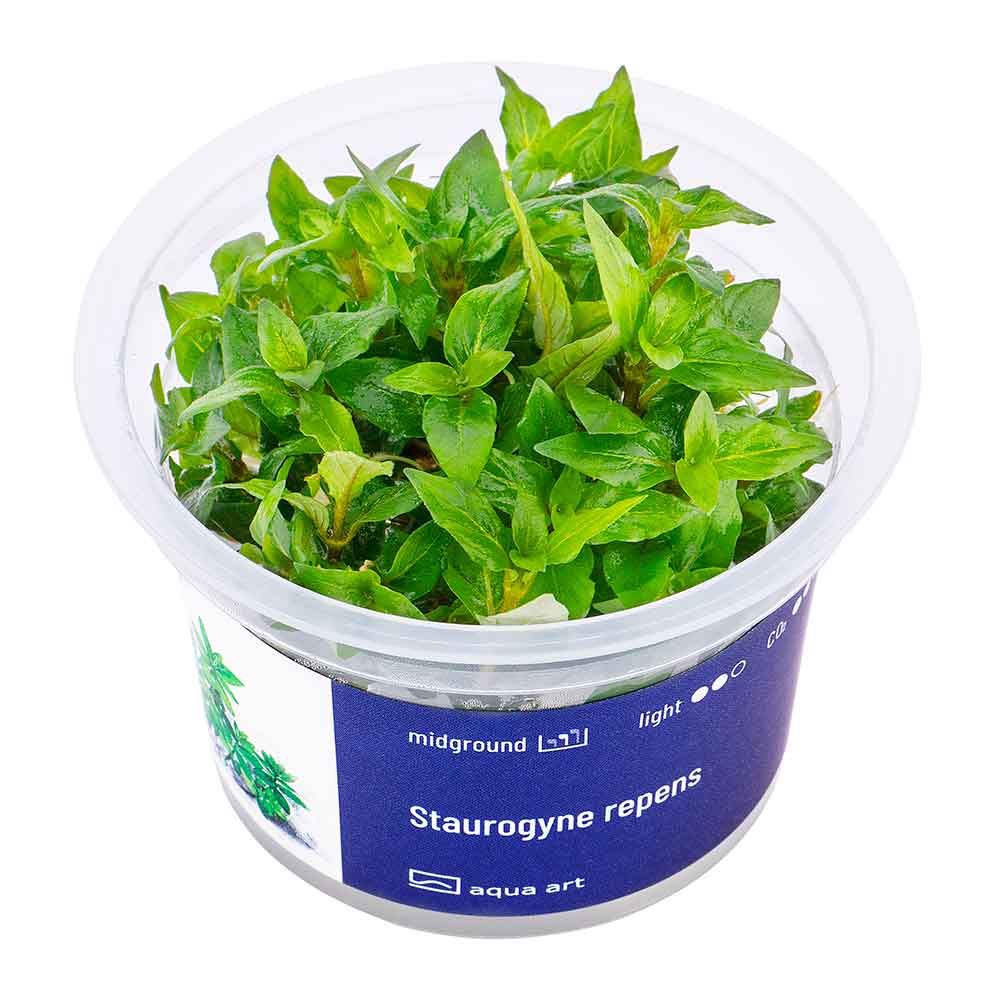 Aqua Art Staurogyne repens in Vitro Cup