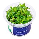 Aqua Art Staurogyne repens in Vitro Cup