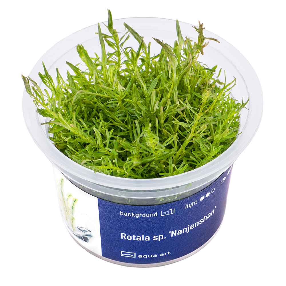 Aqua Art Rotala sp. "Nanjenshan" in Vitro Cup