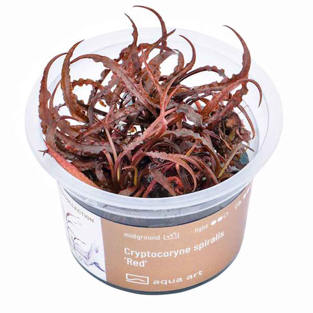 Aqua Art Cryptocoryne spiralis "Red" in Vitro Cup