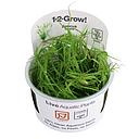 Tropica 1•2•Grow! Pianta Juncus repens in Vitro Cup