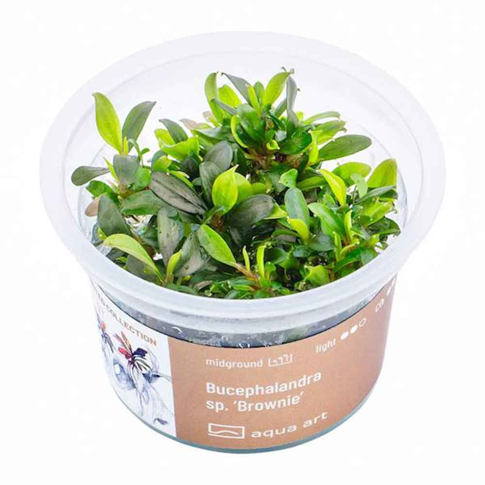 Aqua Art Bucephalandra sp. "Brownie" in Cup Vitro