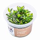 Aqua Art Bucephalandra sp. "Brownie" in Cup Vitro