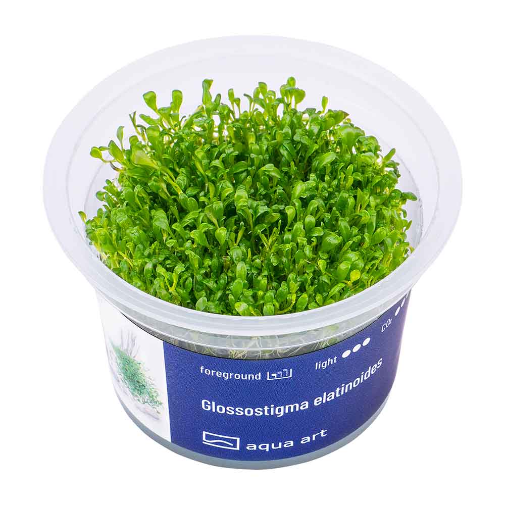Aqua Art Glossostigma elatinoides in Vitro Cup