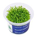 Aqua Art Glossostigma elatinoides in Vitro Cup