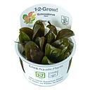 Tropica 1•2•Grow! Pianta Echinodorus "Reni" in Vitro Cup