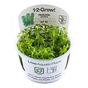 Tropica 1•2•Grow! Pianta Hottonia palustris in Vitro Cup