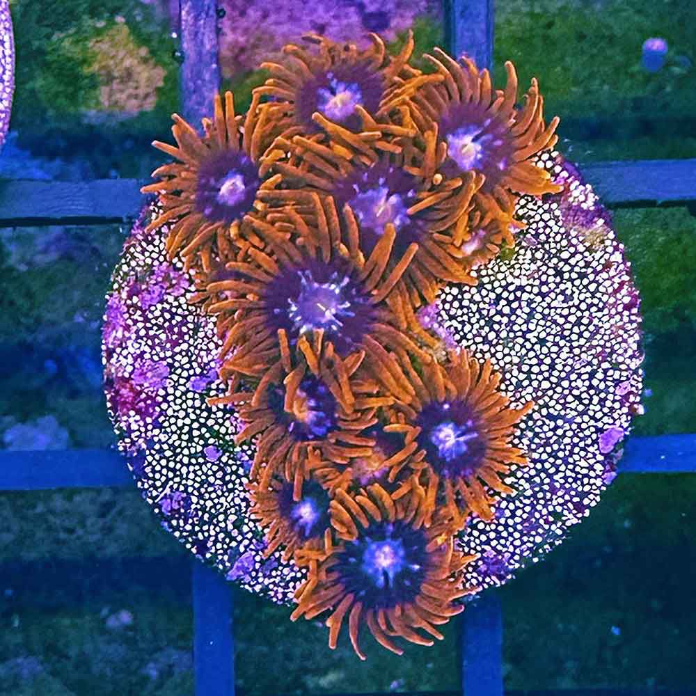 Zoanthus Red