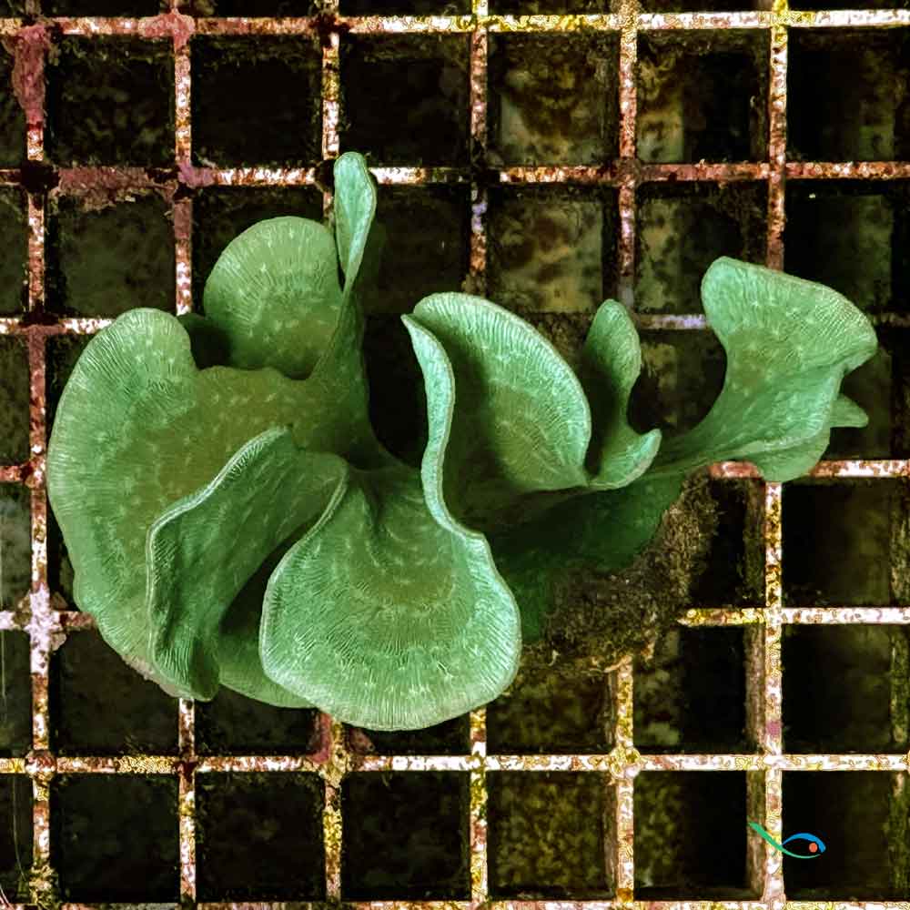 Coralli duri SPS Pavona cactus 5cm circa