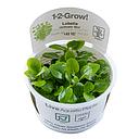 Tropica 1•2•Grow! Pianta Lobelia cardinalis "Mini" in Vitro Cup