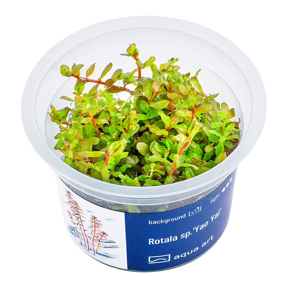 Aqua Art Rotala sp."Yao Yai" in Vitro Cup