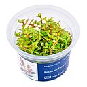 Aqua Art Rotala sp."Yao Yai" in Vitro Cup