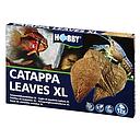 Hobby Catappa Leaves XL Foglie di mandorlo indiano 12pz