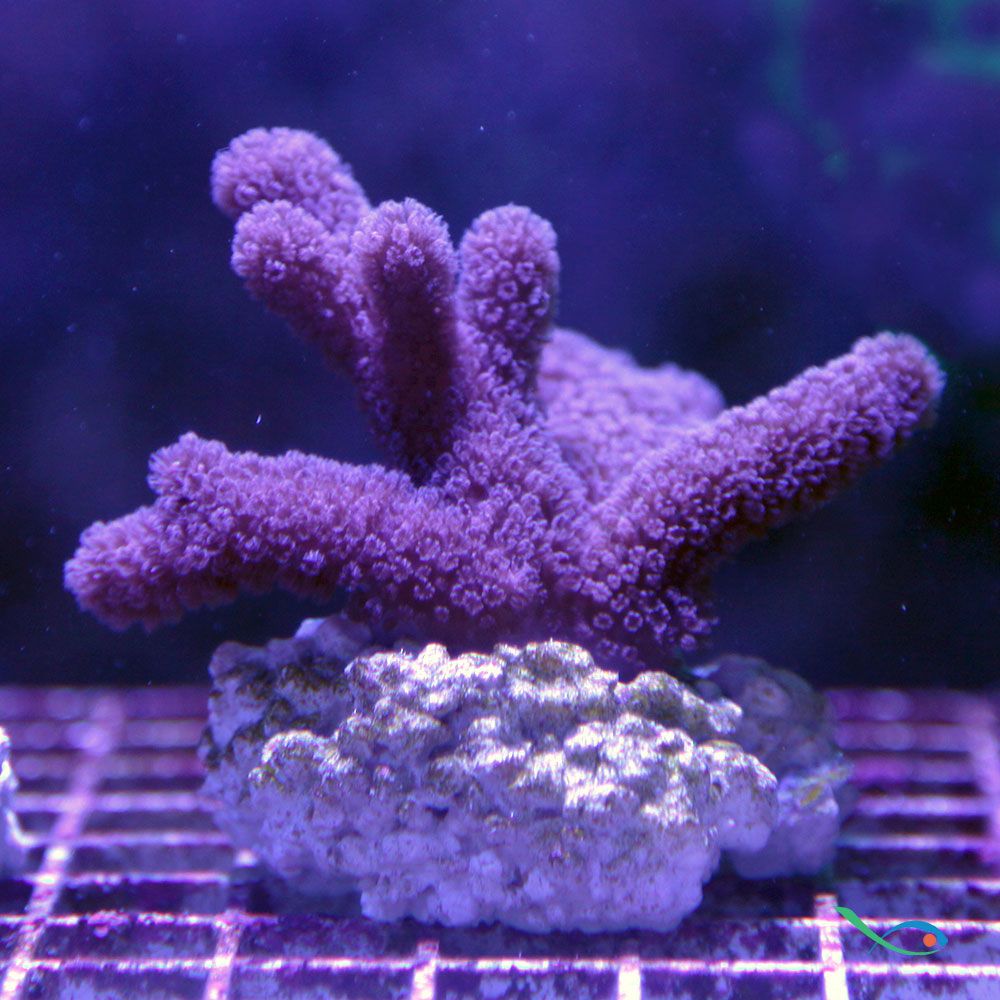 Coralli molli Cladiella spp. circa 3cm