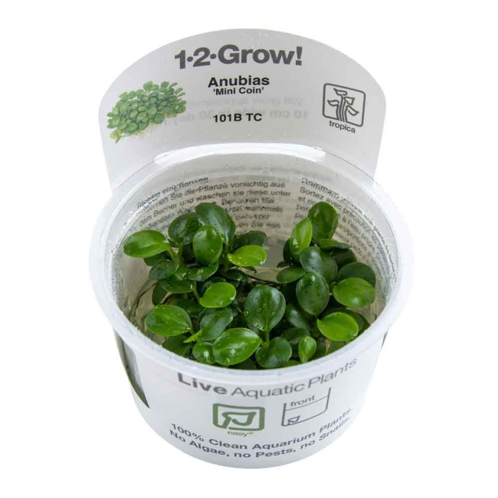 Tropica 1•2•Grow! Pianta Anubias Barteri "Mini Coin" in Vitro Cup