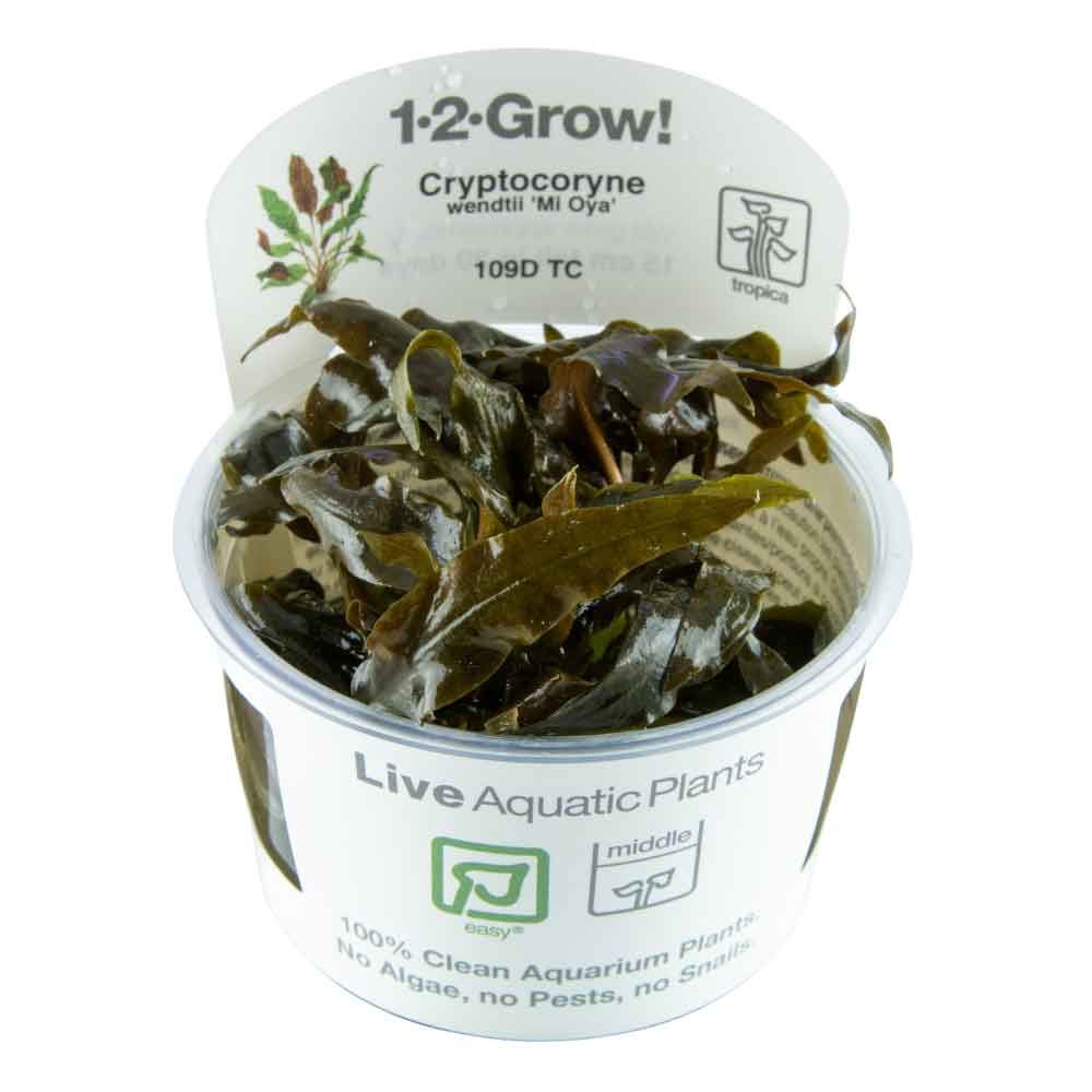 Tropica 1•2•Grow! Pianta Cryptocoryne wendtii "Mi Oya" in Vitro Cup