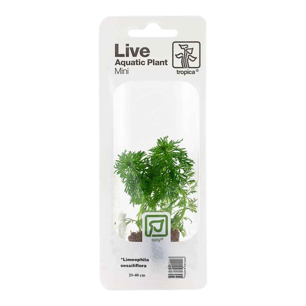 Tropica Single Package Mini Pianta Limnophila sessiliflora