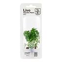 Tropica Single Package Mini Pianta Limnophila sessiliflora