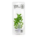 Tropica Single Package Mini Pianta Bacopa caroliniana