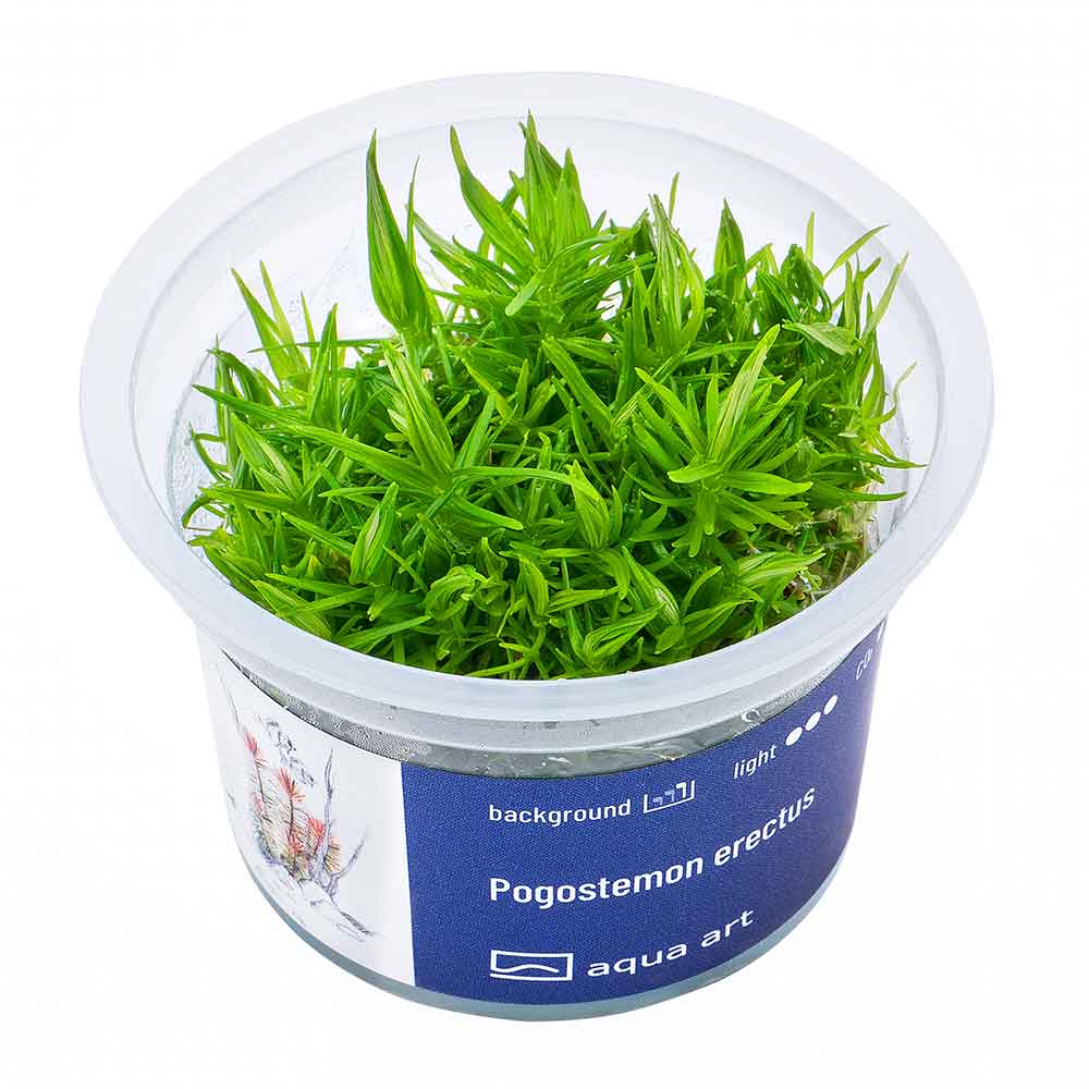 Aqua Art Pogostemon erectus in Vitro Cup