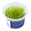 Aqua Art Climacium japonicum in Vitro Cup