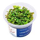 Aqua Art Ludwigia ovalis in Vitro Cup