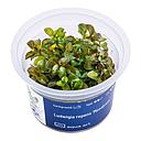 Aqua Art Ludwigia repens 'Mesakana' in Vitro Cup