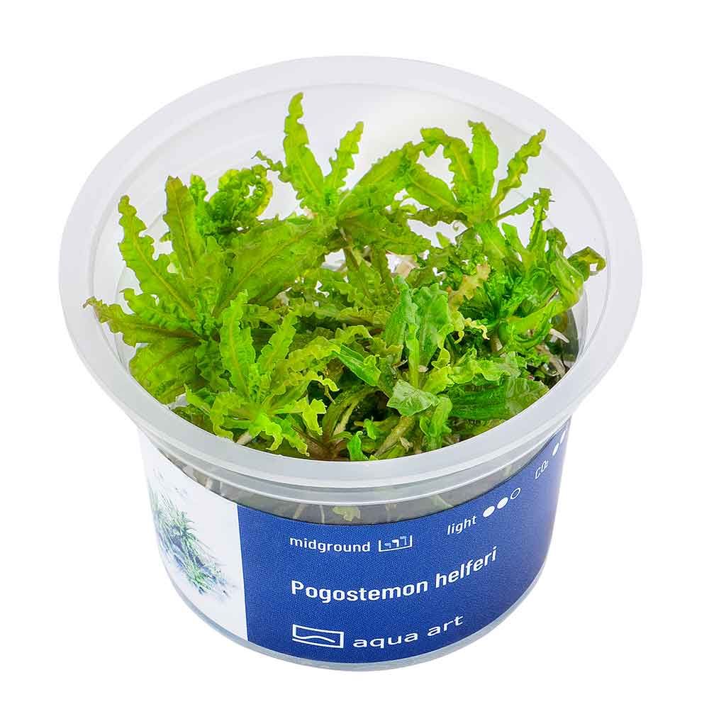 Aqua Art Pogostemon helferi in Vitro Cup