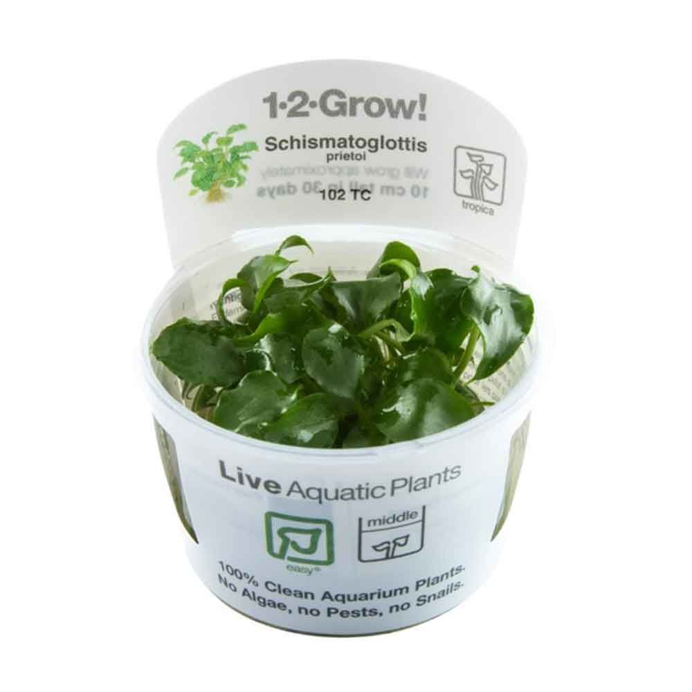 Tropica 1•2•Grow! Pianta Schismatoglottis prietoi in Vitro Cup