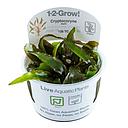 Tropica 1•2•Grow! Pianta Cryptocoryne nurii in Vitro Cup