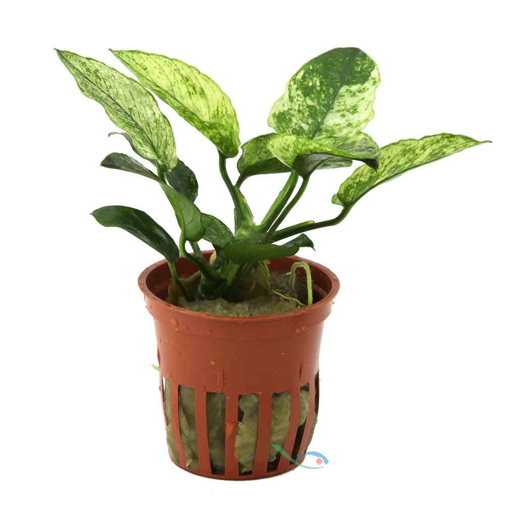 Tropica Pianta Anubias barteri var. nonna ’Pinto’