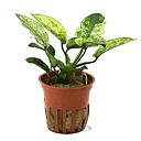 Tropica Pianta Anubias barteri var. nonna ’Pinto’