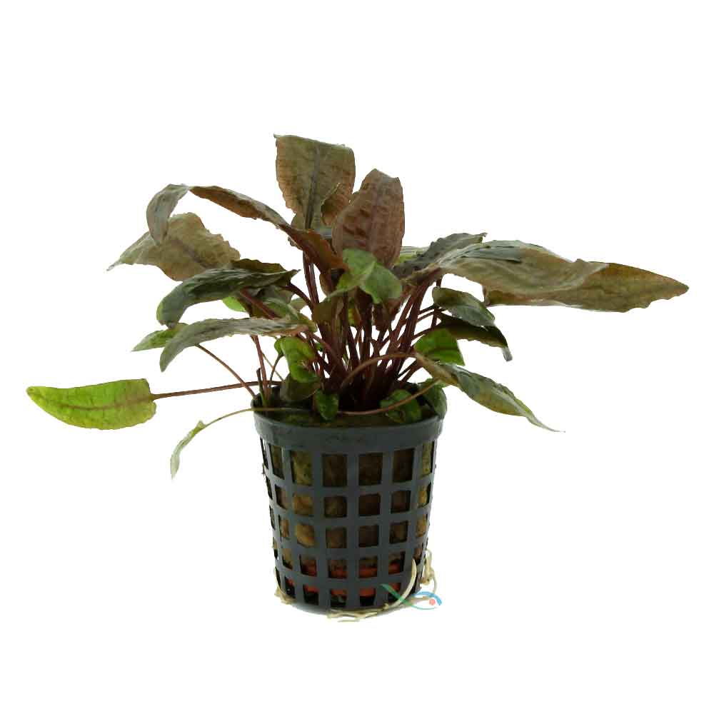 Aquafleur Pianta Cryptocoryne Flamingo vasetto