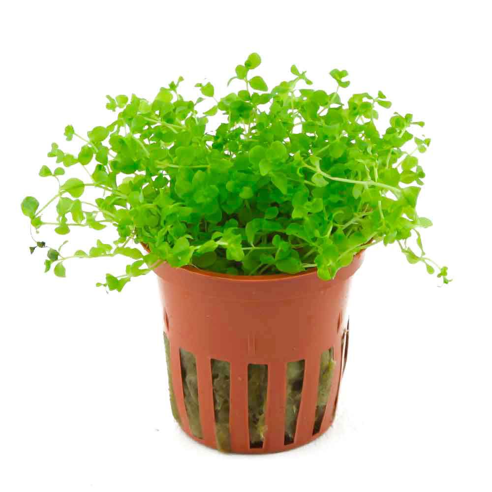 Tropica Pianta Micranthemum tweediei 'Monte Carlo' in vasetto