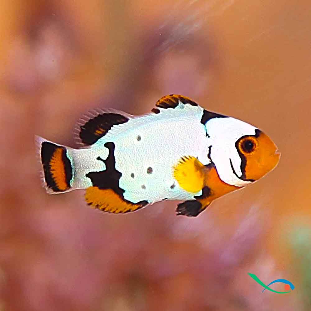 Amphiprion Ocellaris Frostbite riprodotti e allevati in negozio