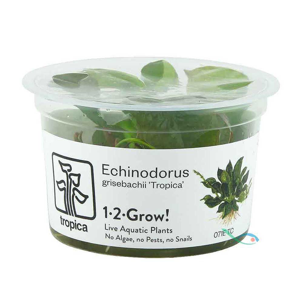 Tropica 1•2•Grow! Pianta Echinodorus grisebachii 'Tropica' in Vitro Cup