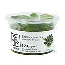 Tropica 1•2•Grow! Pianta Echinodorus grisebachii 'Tropica' in Vitro Cup