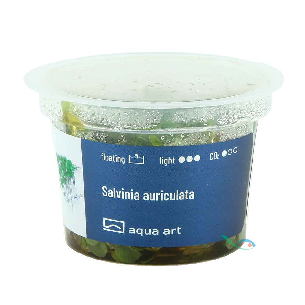 Aqua Art Salvinia auriculata in Vitro Cup