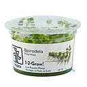 Tropica 1•2•Grow! Pianta Spirodela polyrrhiza in Vitro Cup
