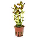 Tropica Pianta Bacopa salzmanni 'Purple' in vasetto