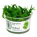 Tropica 1•2•Grow! Pianta Hygrophila odora in Vitro Cup