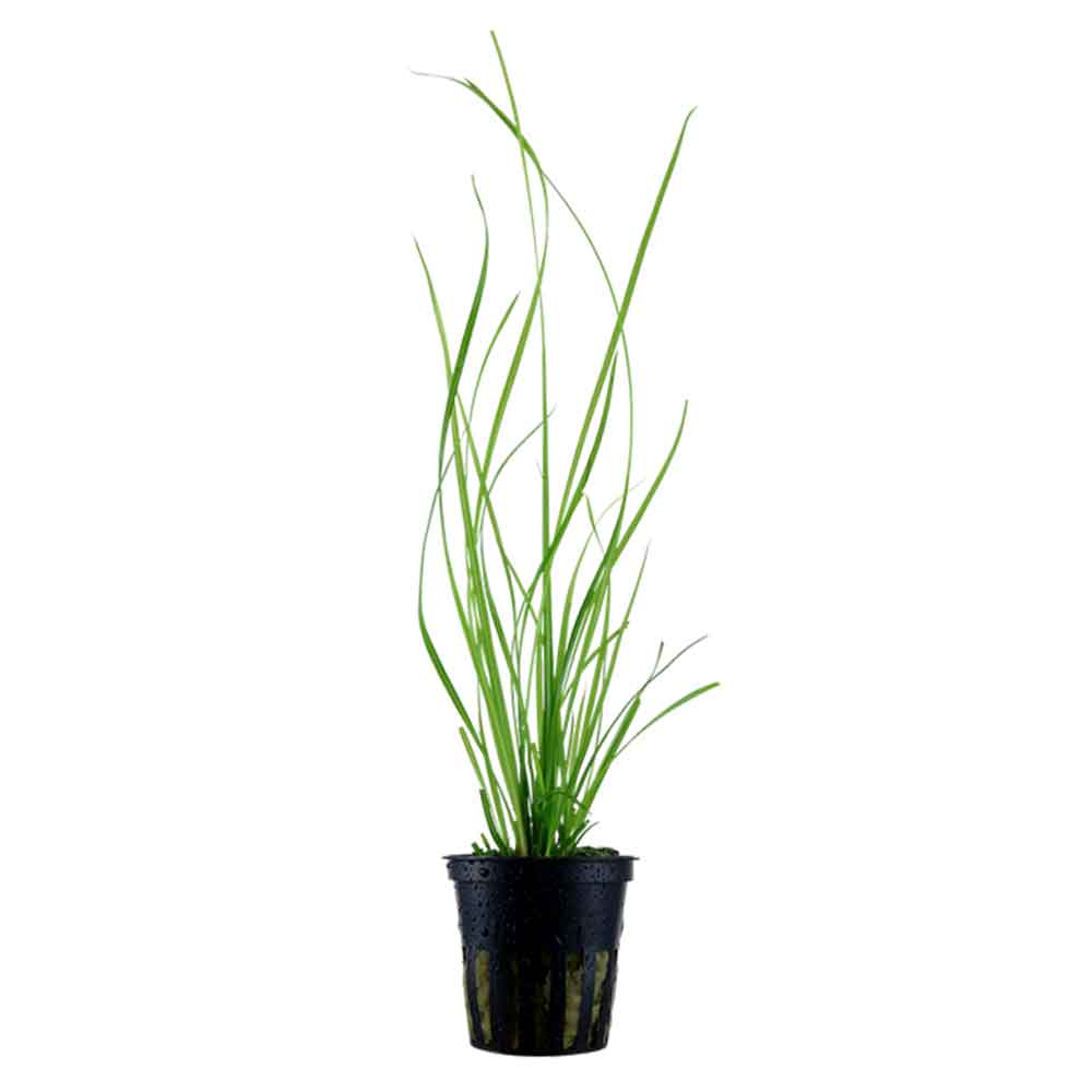Tropica Pianta Cyperus helferi in vasetto