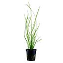 Tropica Pianta Cyperus helferi in vasetto
