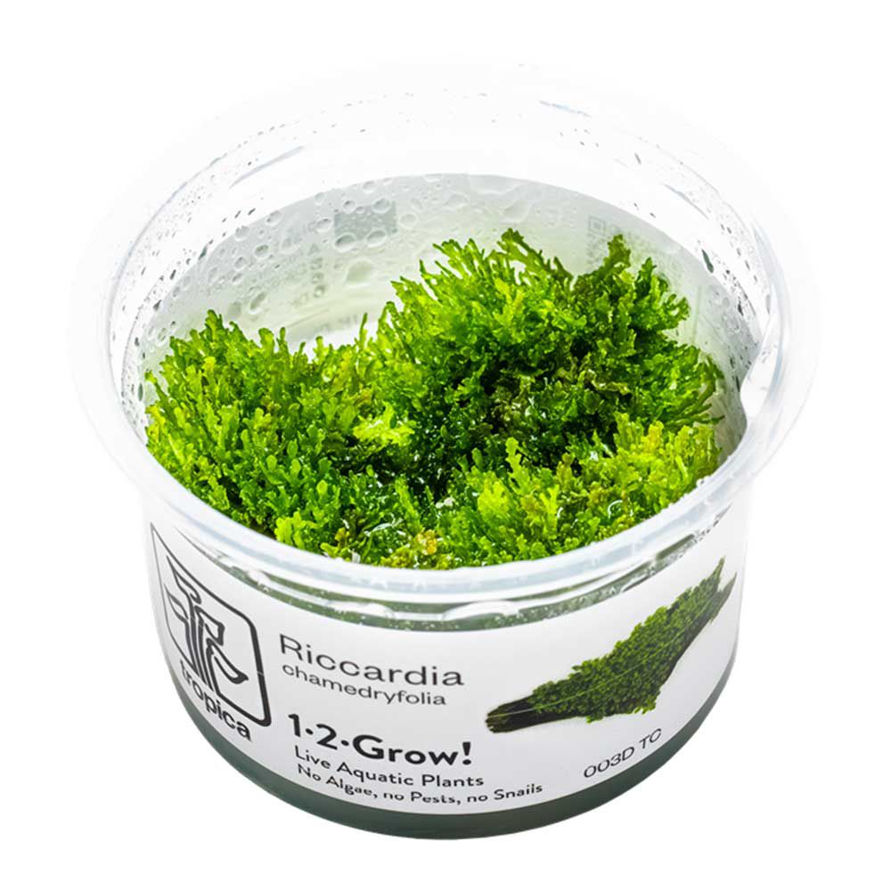 Tropica 1•2•Grow! Pianta Riccardia chamedryfolia in Vitro Cup