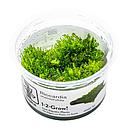 Tropica 1•2•Grow! Pianta Riccardia chamedryfolia in Vitro Cup