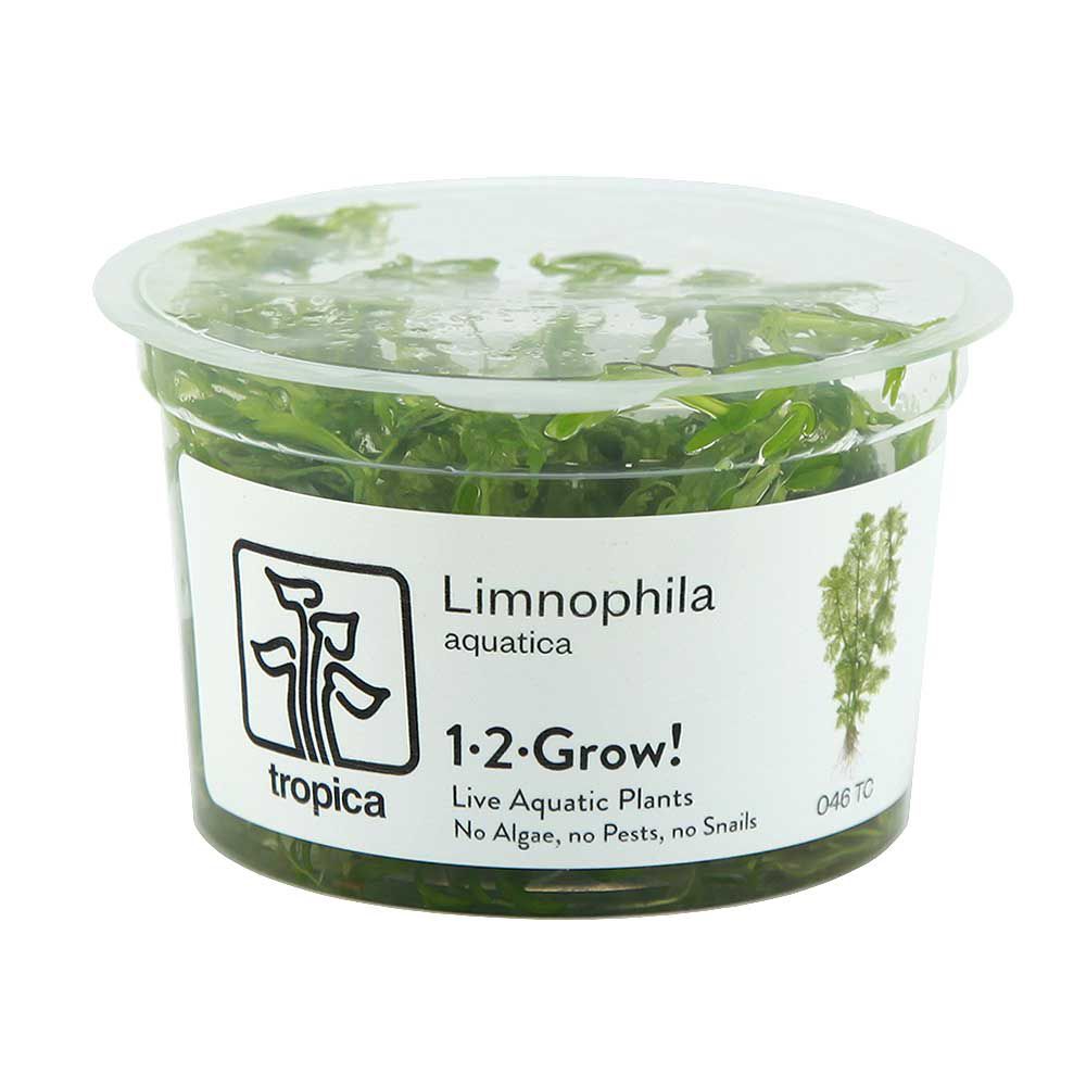 Tropica 1•2•Grow! Pianta Limnophila aquatica in Vitro Cup